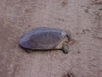 Florida Softshell